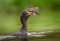 Neotropic Cormorant