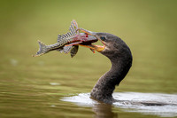 Neotropic Cormorant