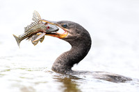 Neotropic Cormorant