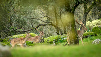 Fallow deer / Daniel zwyczajny