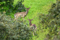 Fallow deer / Daniel zwyczajny