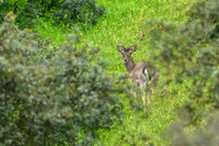 Fallow deer / Daniel zwyczajny