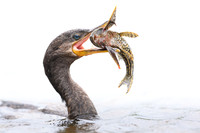 Neotropic Cormorant