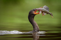 Neotropic Cormorant