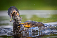 Neotropic Cormorant