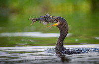 Neotropic Cormorant