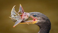 Neotropic Cormorant