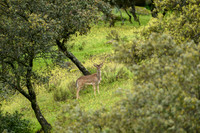 Fallow deer / Daniel zwyczajny