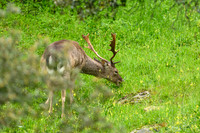 Fallow deer / Daniel zwyczajny