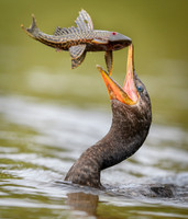 Neotropic Cormorant