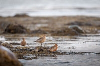 Red Knot / biegus rdzawy