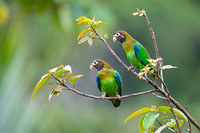 Brown-hoooded Parrot