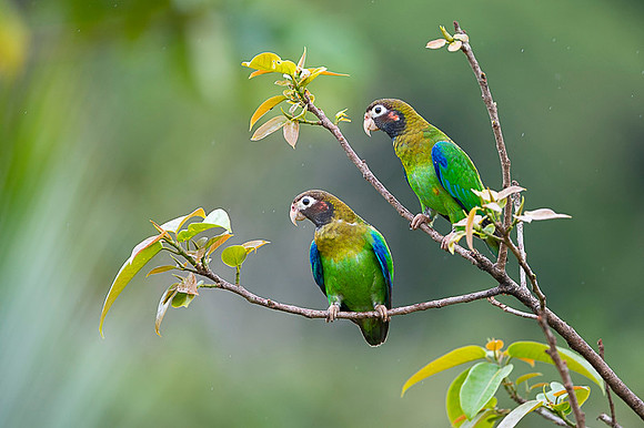 Brown-hoooded Parrot