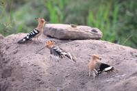 Hoopoe