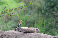 Hoopoe