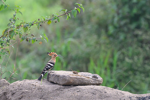 Hoopoe