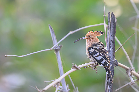 Hoopoe