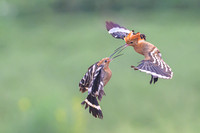 Hoopoe