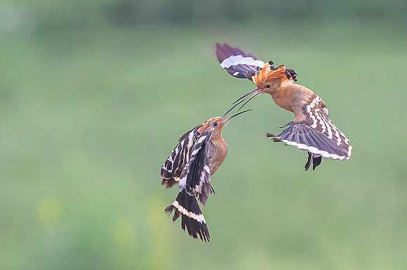 Hoopoe