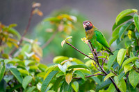 Brown-hoooded Parrot