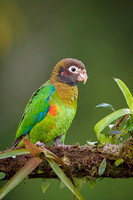 Brown-hoooded Parrot