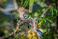 Hoopoe