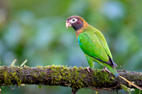 Brown-hoooded Parrot