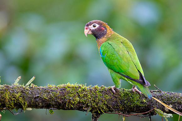 Brown-hoooded Parrot