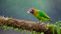 Brown-hoooded Parrot