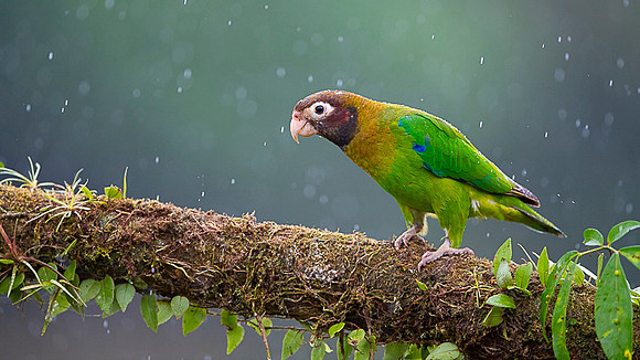 Brown-hoooded Parrot