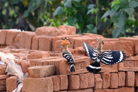 Hoopoe