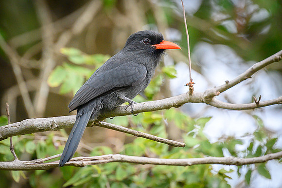 Black-fronted Nunbird
