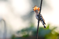 Hoopoe