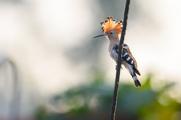 Hoopoe