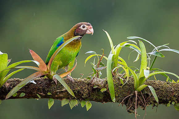 Brown-hoooded Parrot