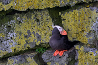 Tufted Puffin
