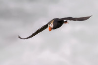 Tufted Puffin