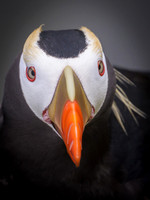 Tufted Puffin