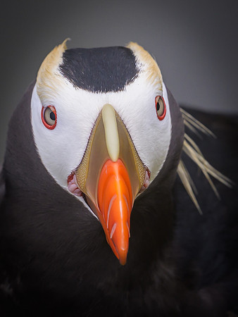 Tufted Puffin