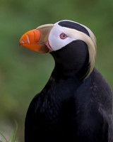 Tufted Puffin