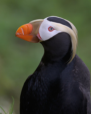 Tufted Puffin