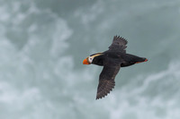Tufted Puffin