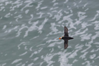 Tufted Puffin