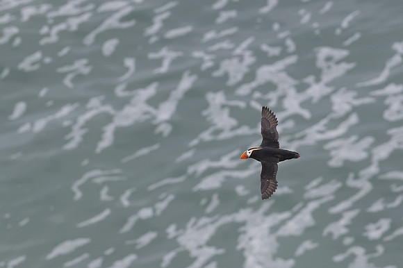 Tufted Puffin