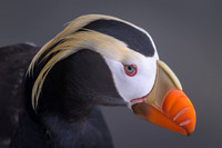 Tufted Puffin