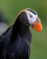 Tufted Puffin