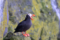 Tufted Puffin