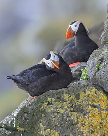 Tufted Puffin