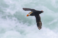 Tufted Puffin