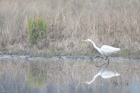 Large Egret